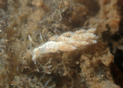 Trinchesia albocrusta