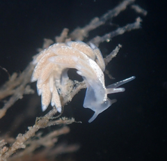 Trinchesia albocrusta