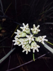 Asclepias masonii