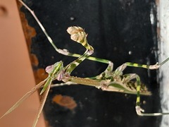 Empusa binotata