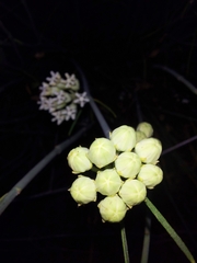 Asclepias masonii