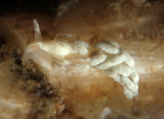 Trinchesia albocrusta