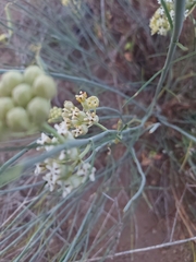 Asclepias masonii