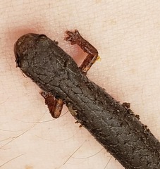 Hemidactylium scutatum