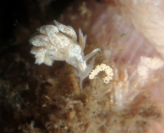 Trinchesia albocrusta