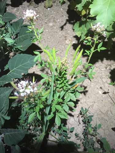 iNaturalist observation 2015-09-09