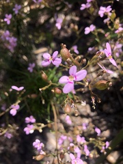 Stylidium laricifolium