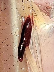 Siphonostomatoida