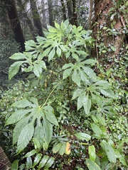 Fatsia polycarpa