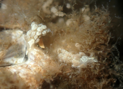 Trinchesia albocrusta