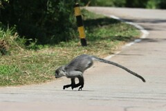Trachypithecus germaini
