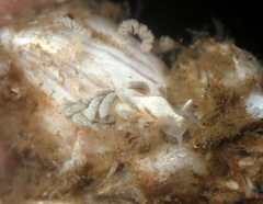 Trinchesia albocrusta