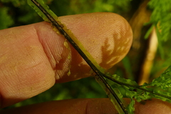 Hymenophyllum flexuosum