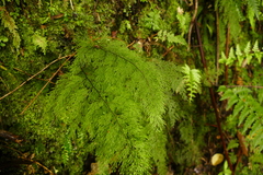 Hymenophyllum flexuosum