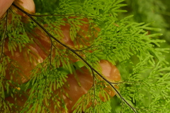 Hymenophyllum flexuosum