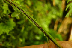 Hymenophyllum flexuosum