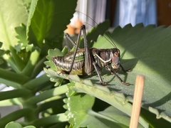 Gampsocleis gratiosa