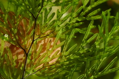 Hymenophyllum flexuosum