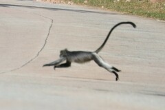 Trachypithecus germaini
