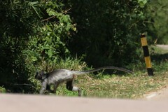 Trachypithecus germaini