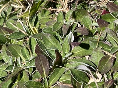 Pilosella officinarum