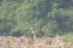 Sula leucogaster leucogaster