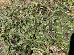 Pilosella officinarum