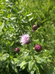 Cirsium arvense