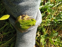 Gastrotheca riobambae