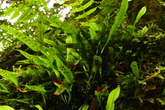 Loxogramme dictyopteris