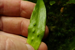 Loxogramme dictyopteris