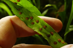 Loxogramme dictyopteris