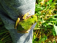 Gastrotheca riobambae