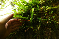 Loxogramme dictyopteris