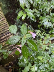 Impatiens uniflora