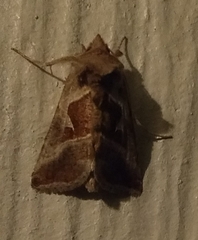 Autographa pasiphaeia