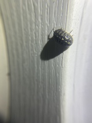 Holoverticata