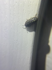 Holoverticata