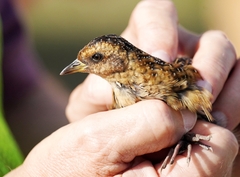 Coturnicops noveboracensis