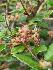 Pomaderris paniculosa