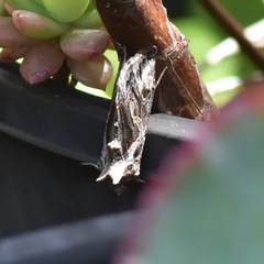 Chrysodeixis argentifera