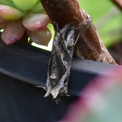 Chrysodeixis argentifera