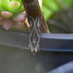 Chrysodeixis argentifera