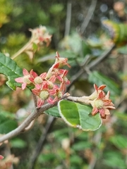 Pomaderris paniculosa