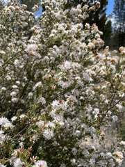 Calytrix alpestris