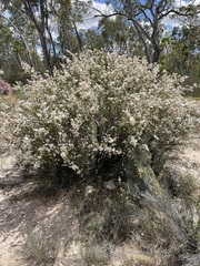 Calytrix alpestris