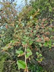 Pomaderris paniculosa