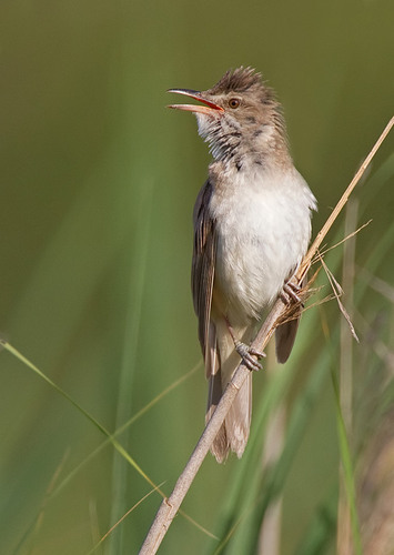 Great Reed Warbler