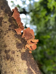 Anthracophyllum archeri