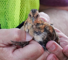 Coturnicops noveboracensis